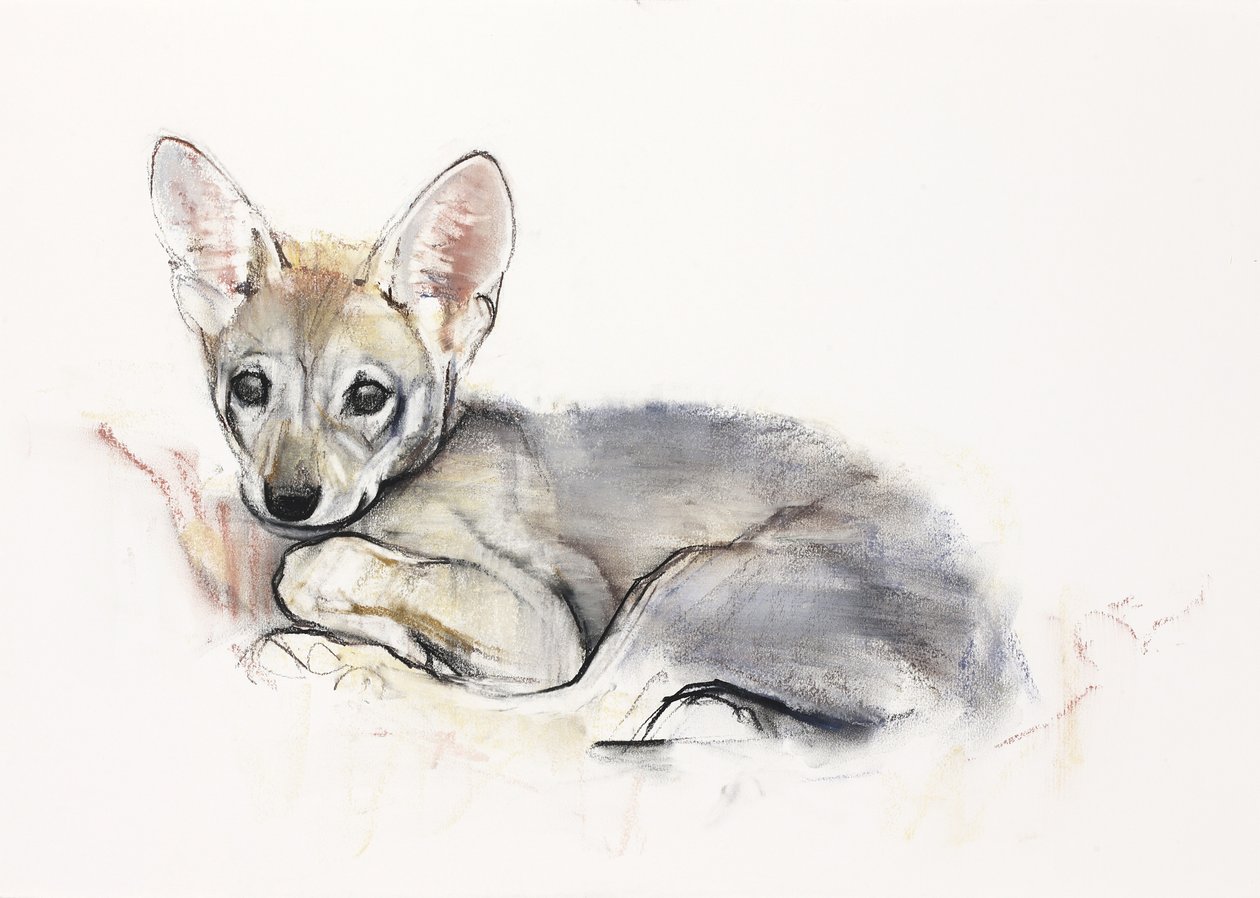 Gekräuselter Arabischer Wolfswelpe, 2009 von Mark Adlington