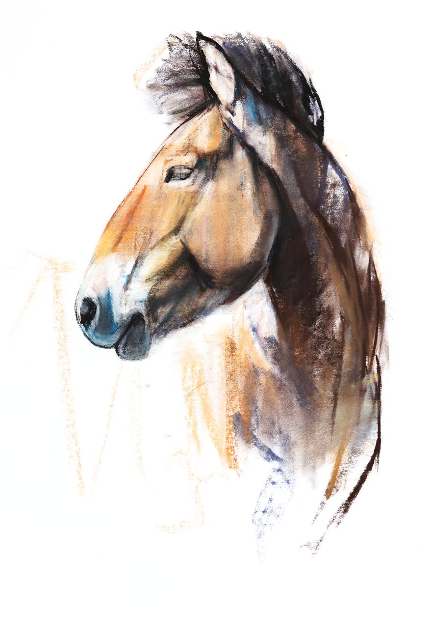 Wüstenspirit (Przewalski), 2013 von Mark Adlington