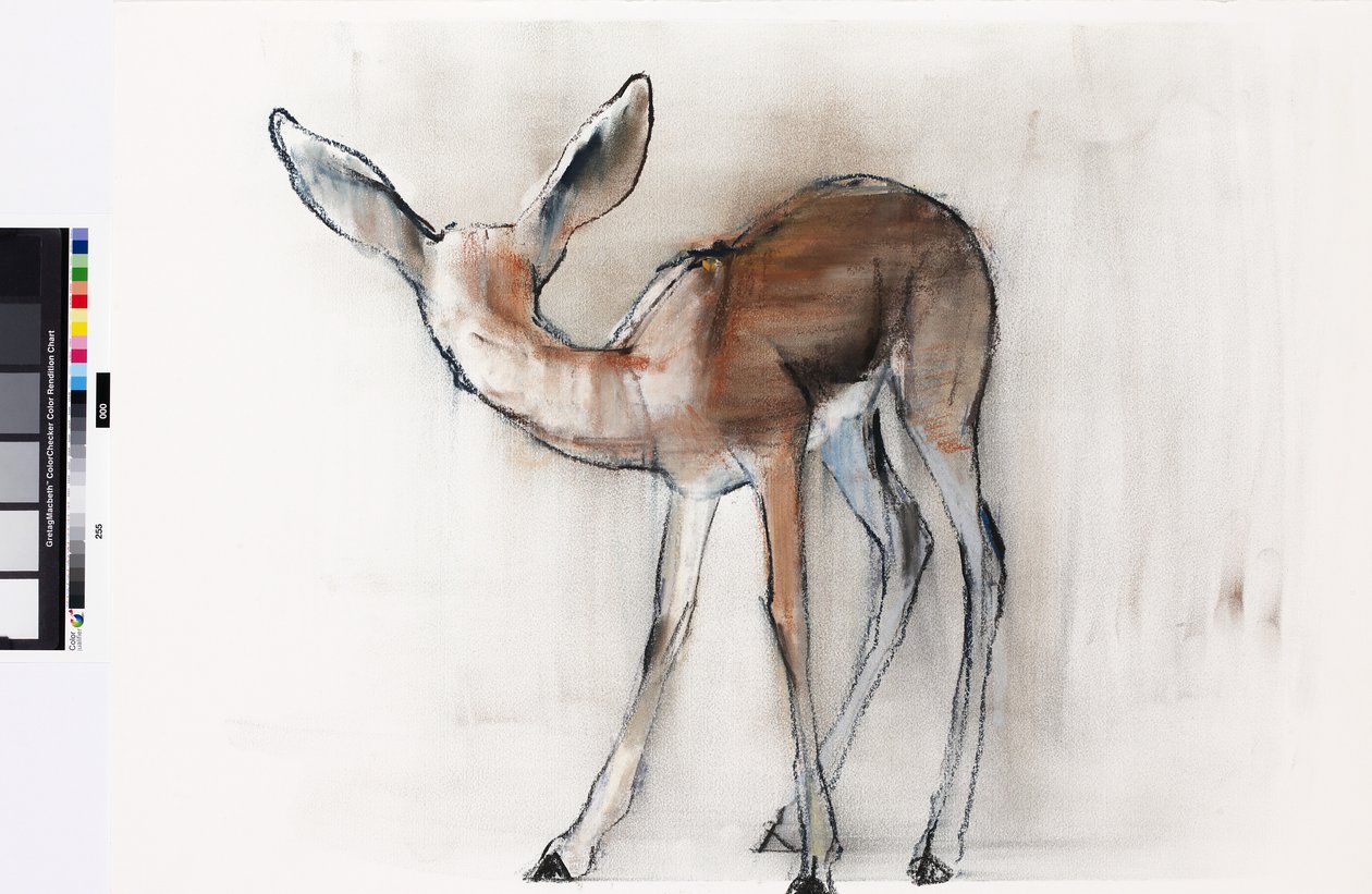 Gazellenkitz (Arabische Gazelle) von Mark Adlington