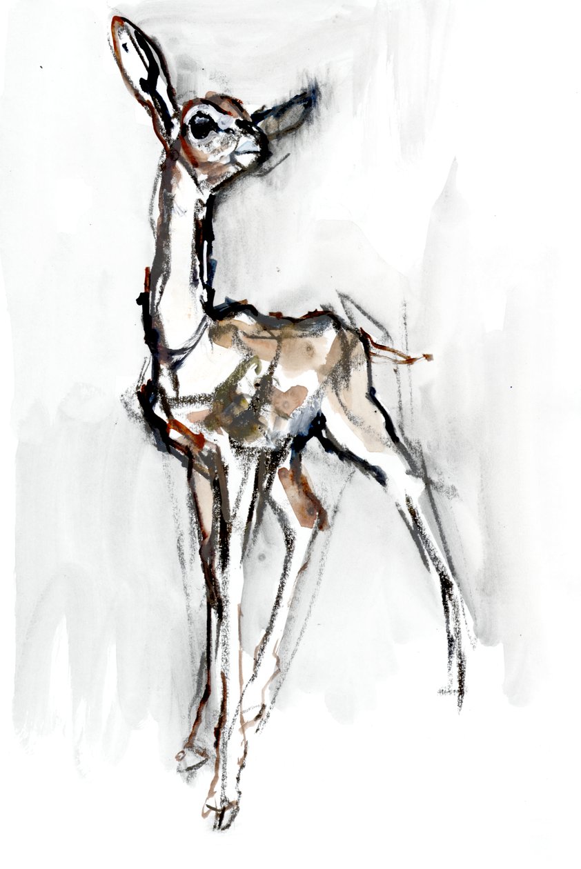 Gerenuk-Kitz, Sarara, 2018 von Mark Adlington
