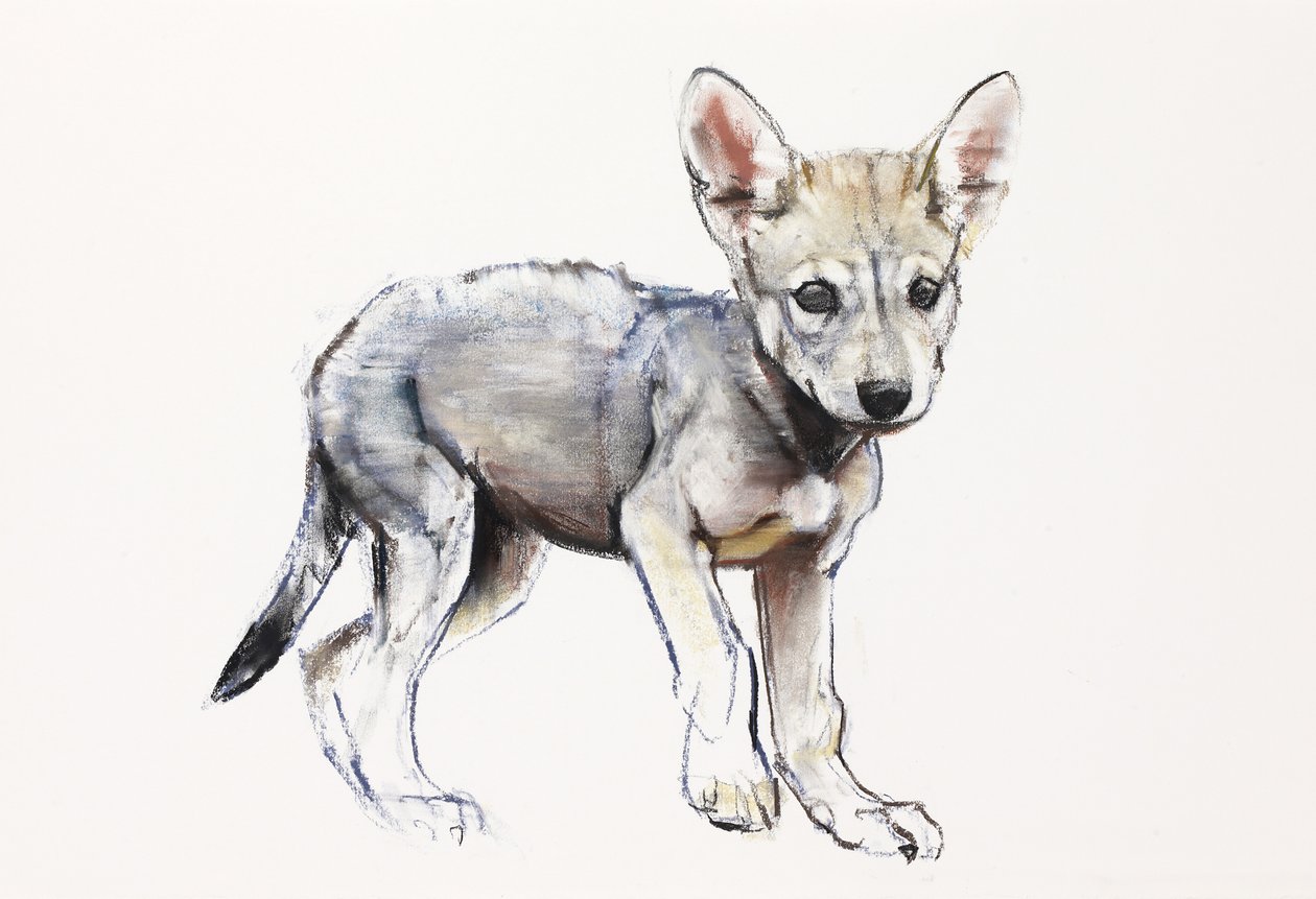 Zögernder arabischer Wolfswelpe, 2009 von Mark Adlington
