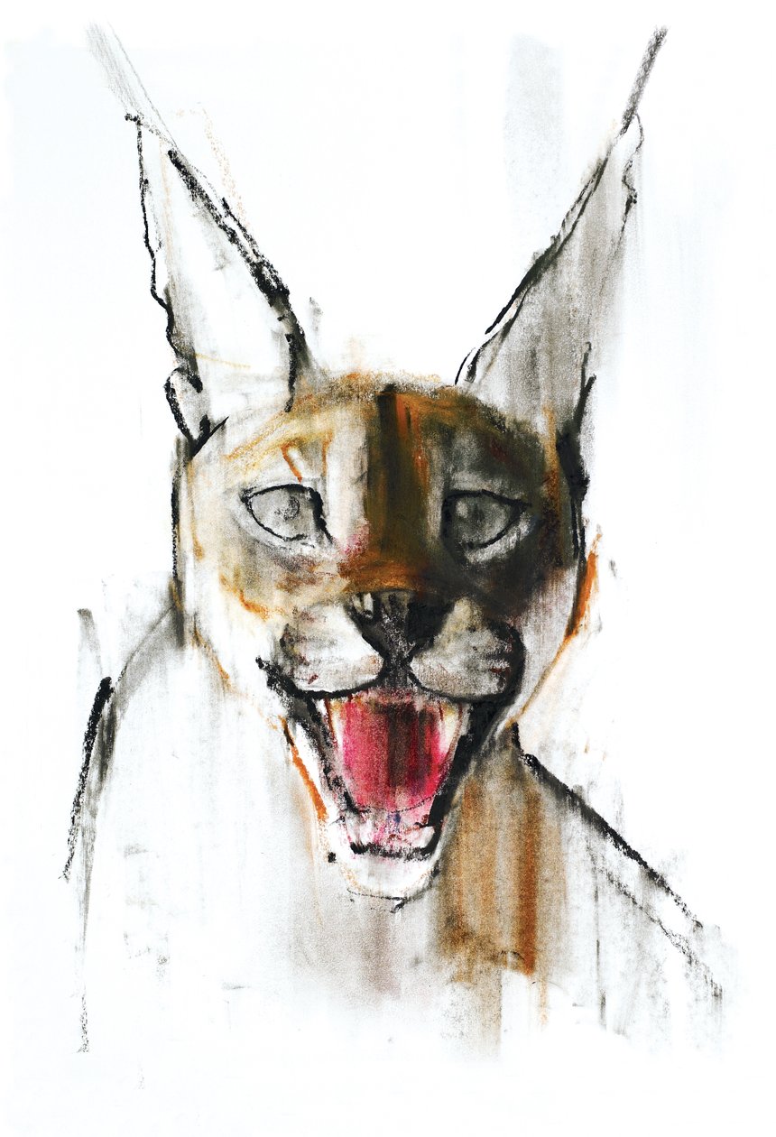 Knurren (Arabischer Karakal), 2009 von Mark Adlington