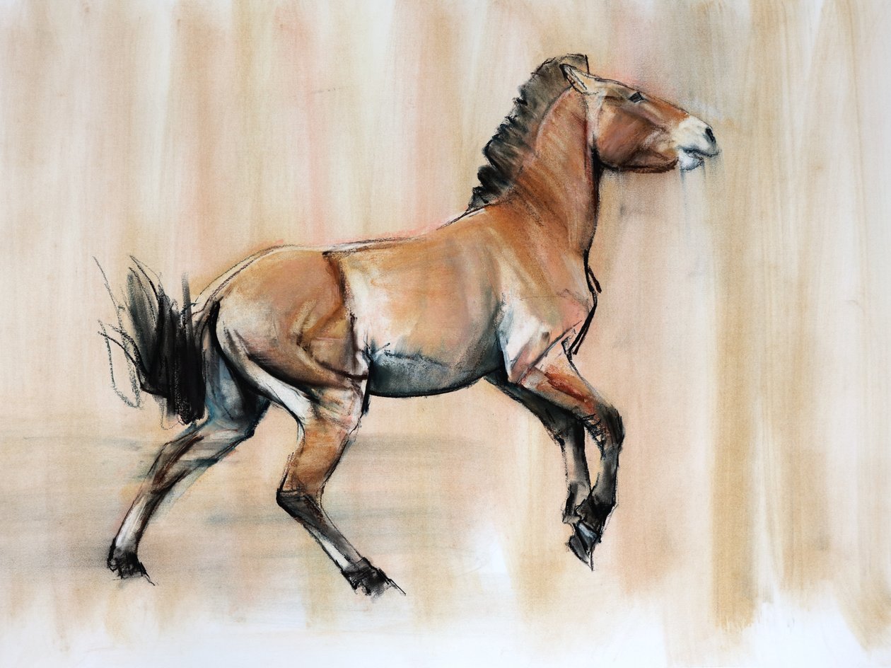 Junger Hengst (Przewalski), 2014 von Mark Adlington