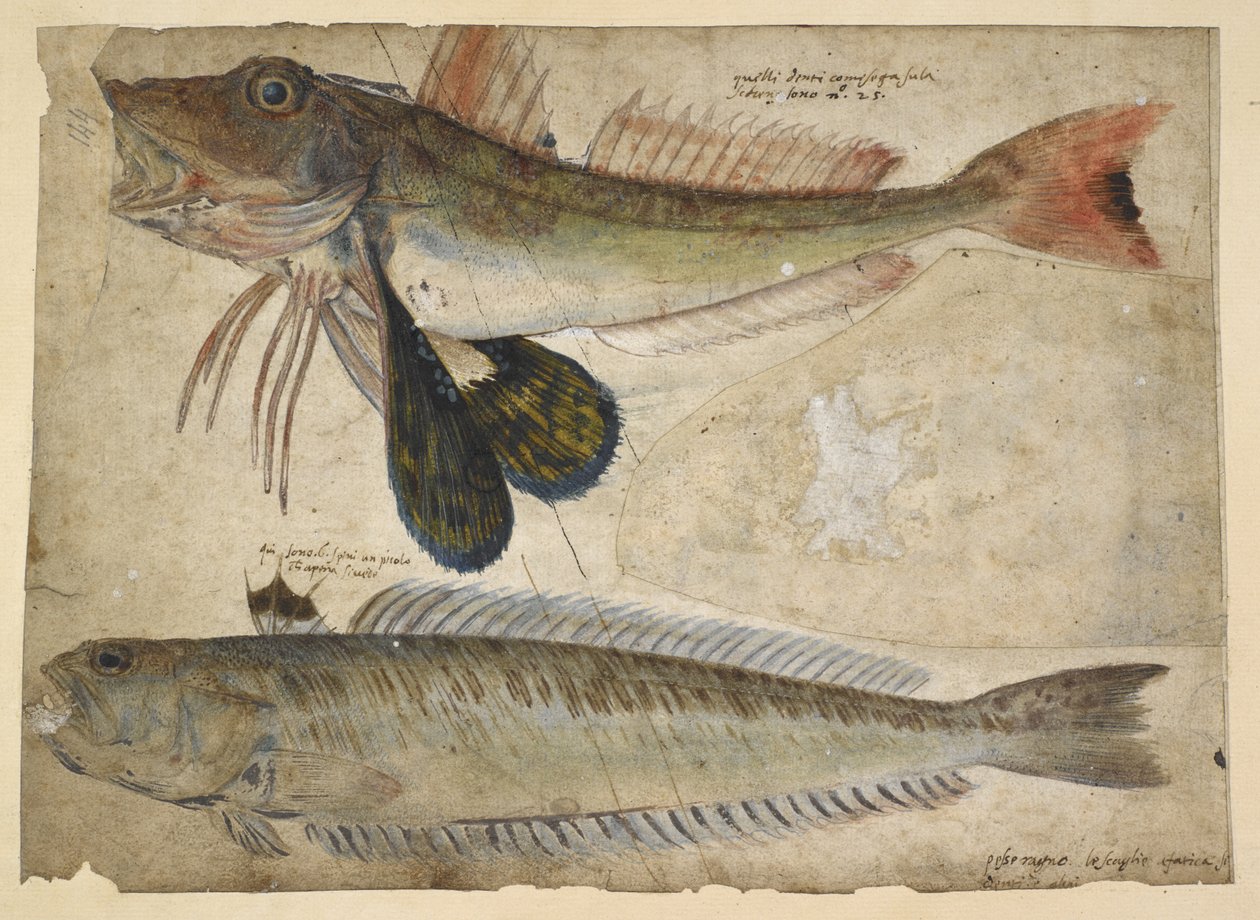 Zeichnungen von zwei Fischen, aus einem 