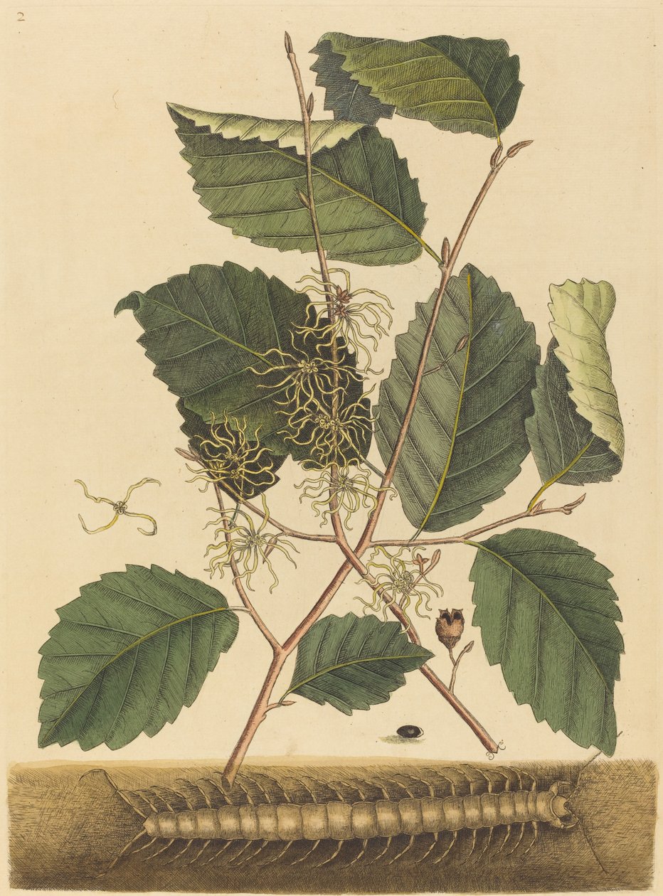 Tausendfüßler Scolopendra morsitans, veröffentlicht 1731-1743 von Mark Catesby