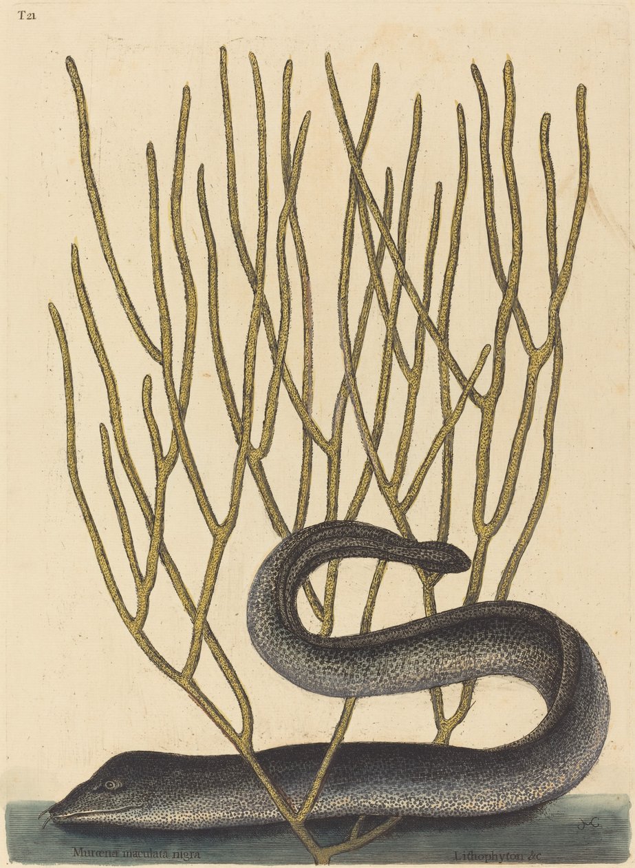 Die Schwarze Muräne (Muraenae helenae varietas) von Mark Catesby