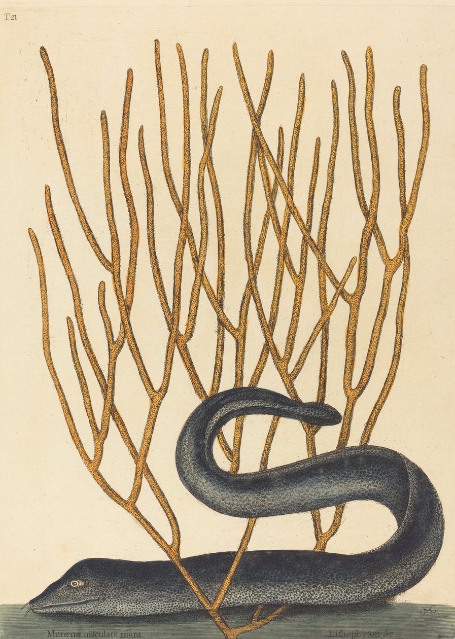 Die Schwarze Muräne Muraenae helenae varietas, veröffentlicht 1754 von Mark Catesby
