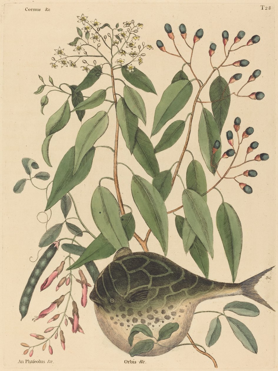 Der Kugelfisch Tetrodon lagocephalus, veröffentlicht 1731-1743 von Mark Catesby
