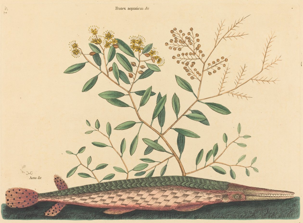Der Grüne Hecht Esox osseus, veröffentlicht 1731-1743 von Mark Catesby