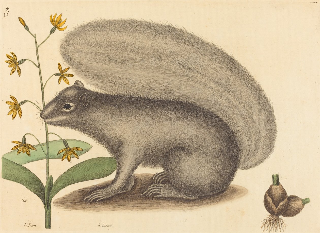 Der Graufuchs Sciurus cinereus, veröffentlicht 1731-1743 von Mark Catesby