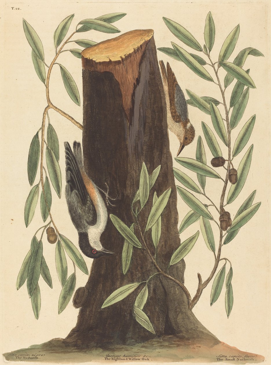 Der Kleiber (Sitta Europaea) von Mark Catesby