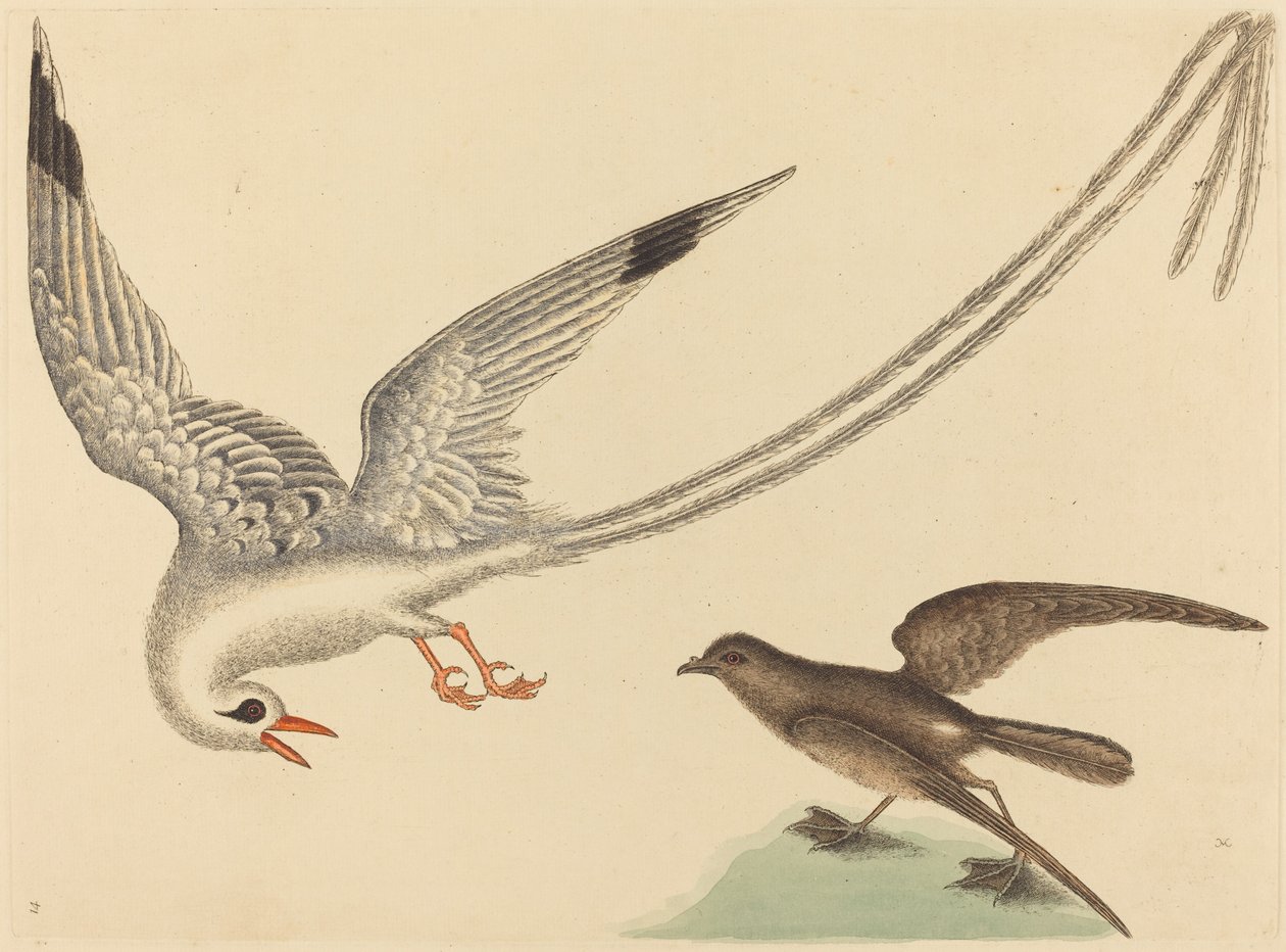 Der Reisvogel Emberiza oryzivora, veröffentlicht 1731-1743 von Mark Catesby