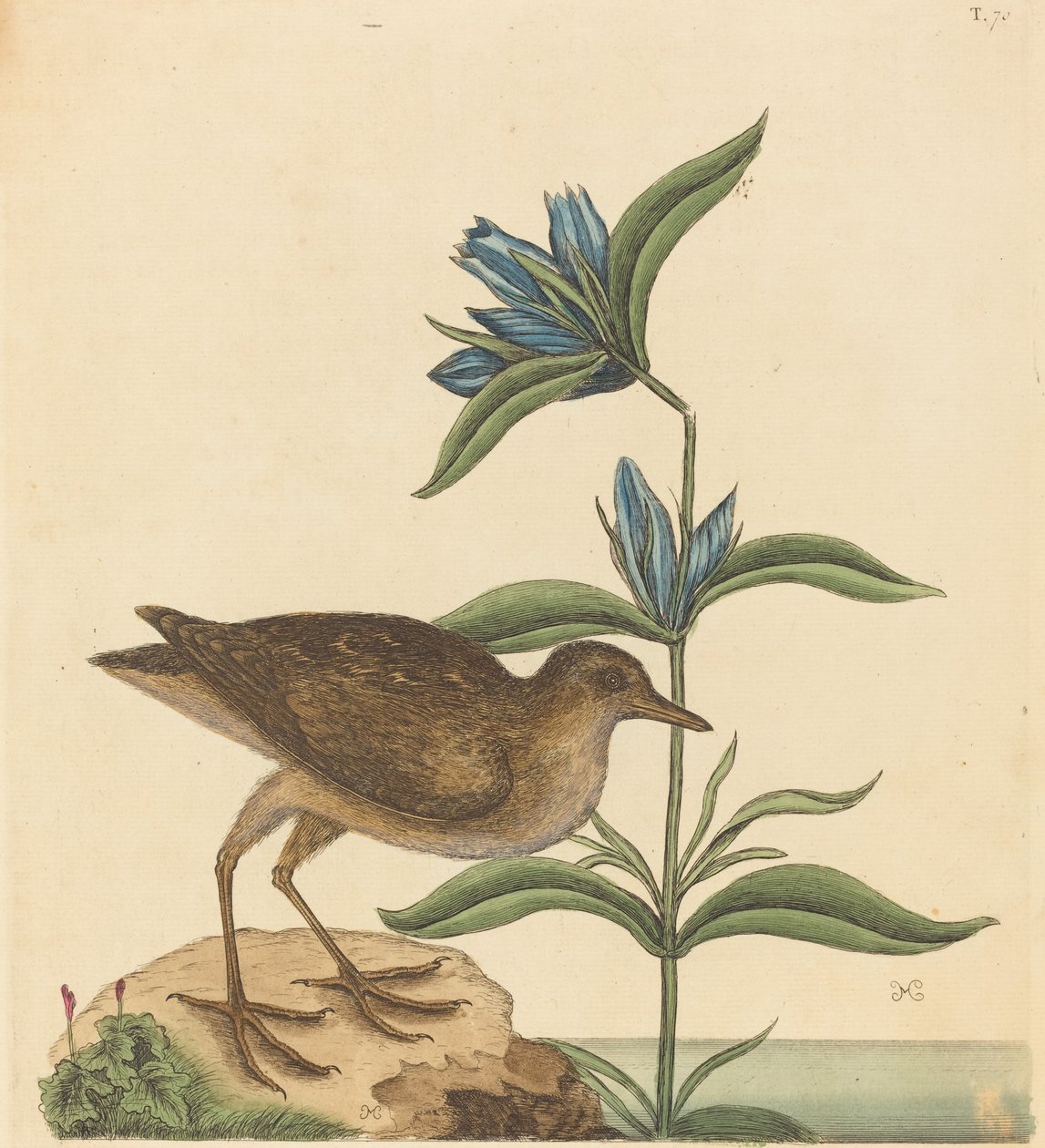 Die Soree Rallus Virginianus, veröffentlicht 1731-1743 von Mark Catesby