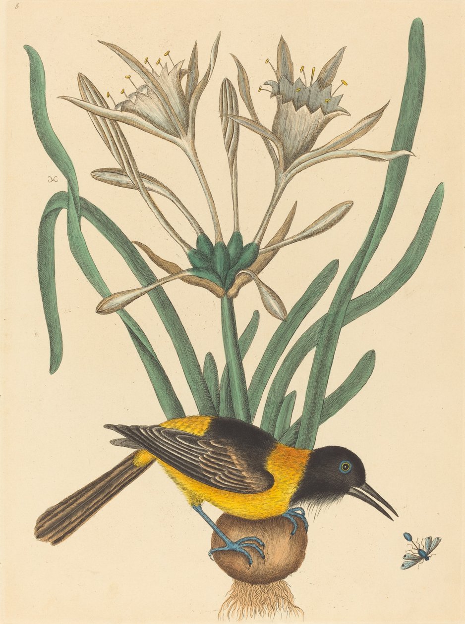 Der gelbe und schwarze Pye Oriolus Icterus, veröffentlicht 1731-1743 von Mark Catesby