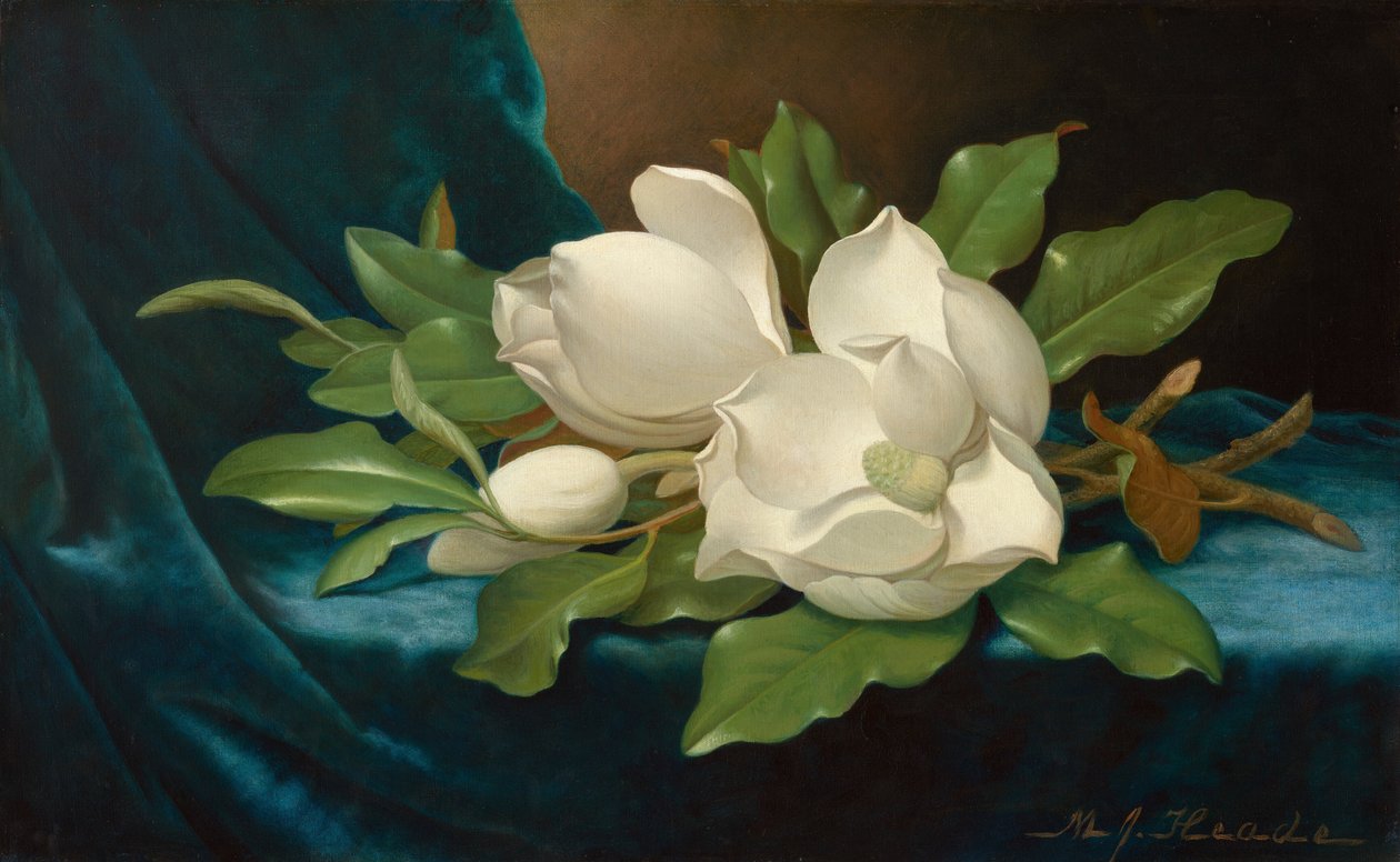 Riesige Magnolien auf einem blauen Samttuch von Martin Johnson Heade