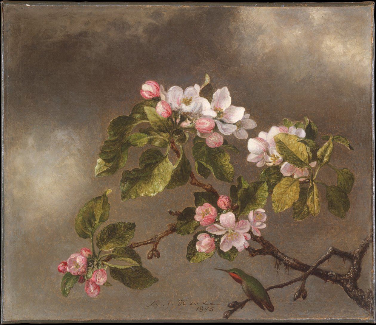 Kolibri und Apfelblüten von Martin Johnson Heade