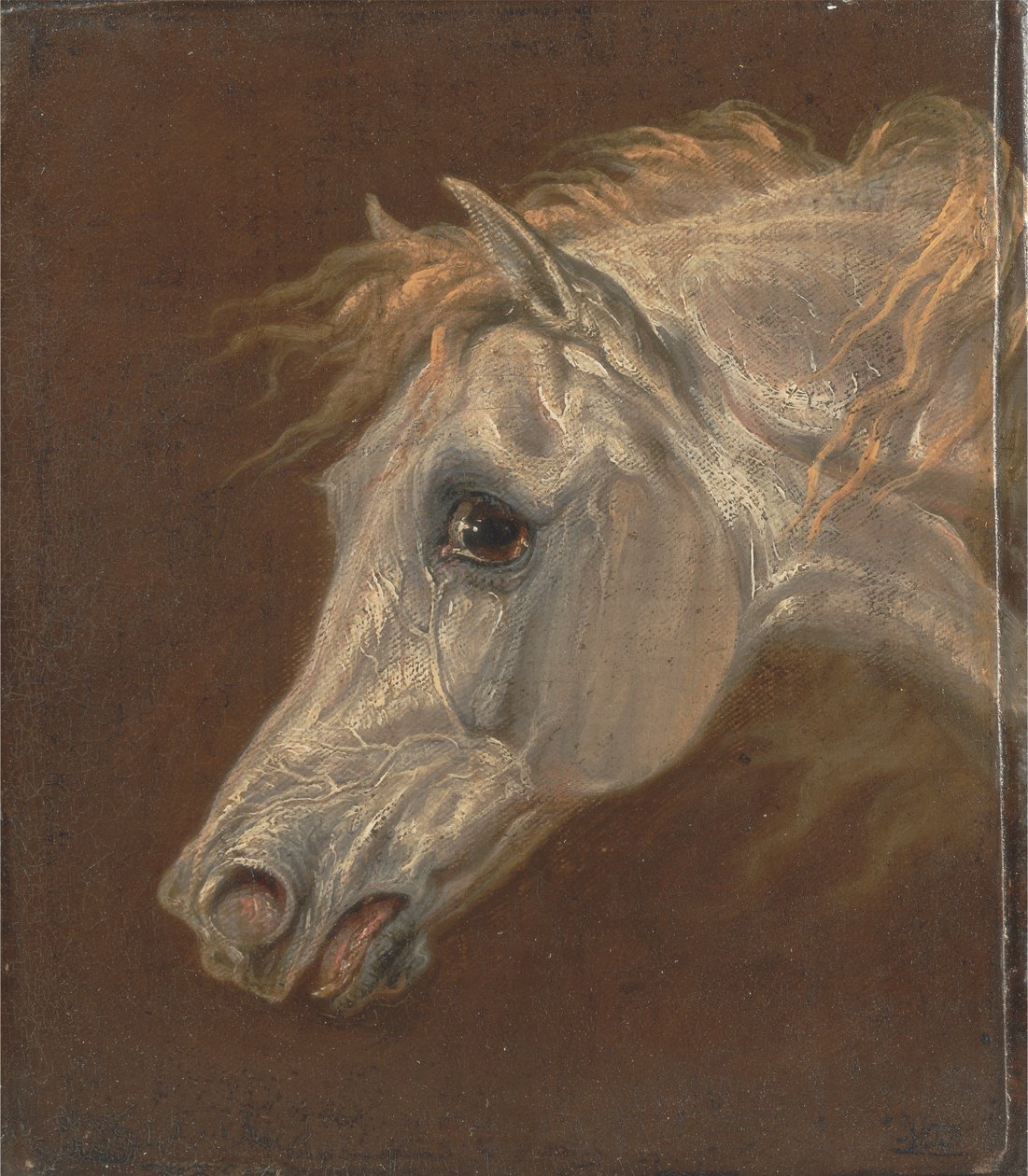 Kopf eines grauen arabischen Pferdes von Martin Theodore Ward