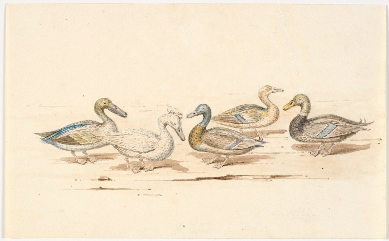 Studien verschiedener Entenarten von Martinus Rørbye