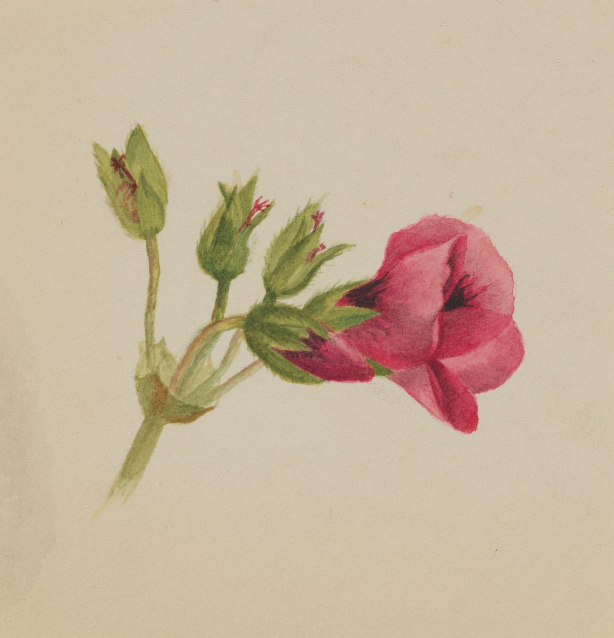 (Ohne Titel - Blumenstudie) von Mary Vaux Walcott