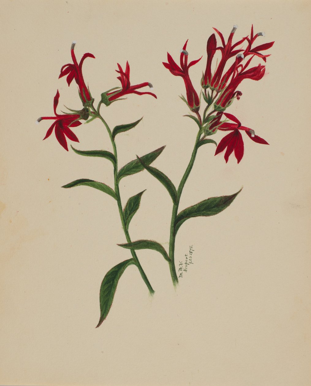 (Ohne Titel--Blumenstudie) von Mary Vaux Walcott