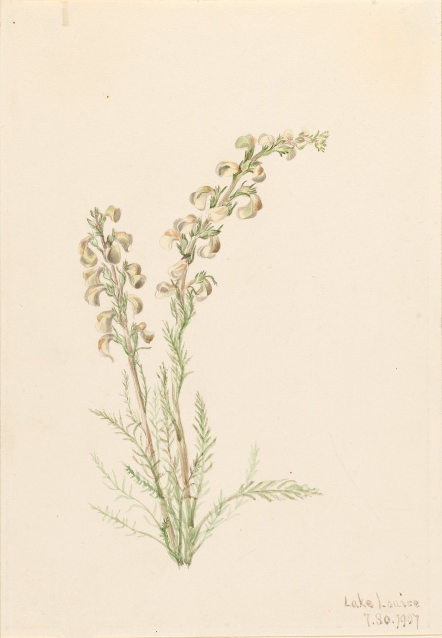 Alpen-Farnkraut Pedicularis contorta, 1907 von Mary Vaux Walcott