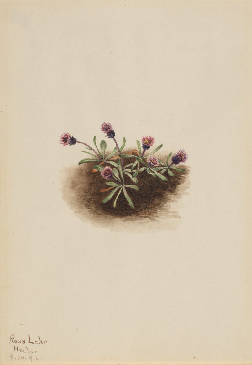 Alpen-Berufkraut (Erigeron unalaschcensis) von Mary Vaux Walcott