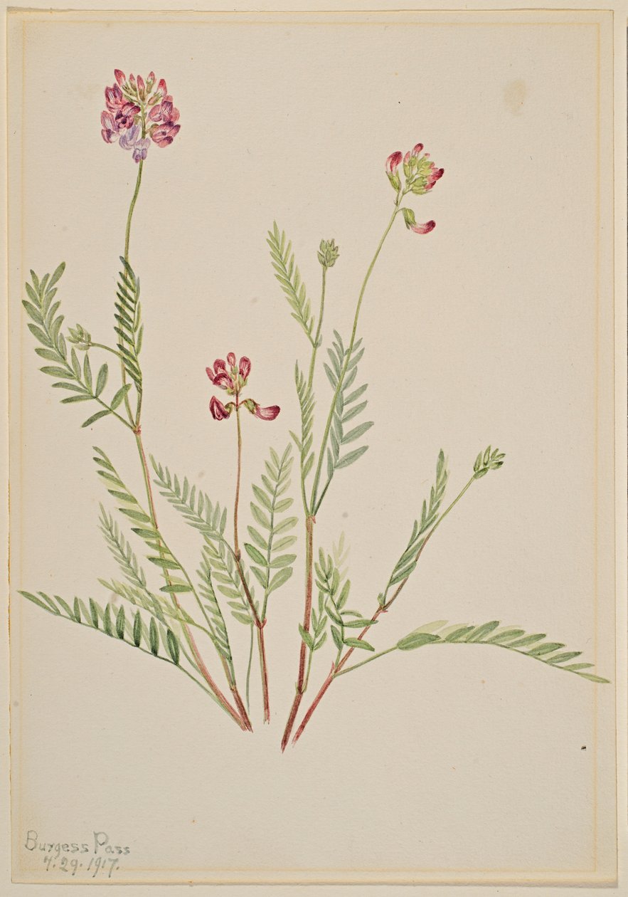 Alpen-Süßklee (Astragalus bourgovii) von Mary Vaux Walcott