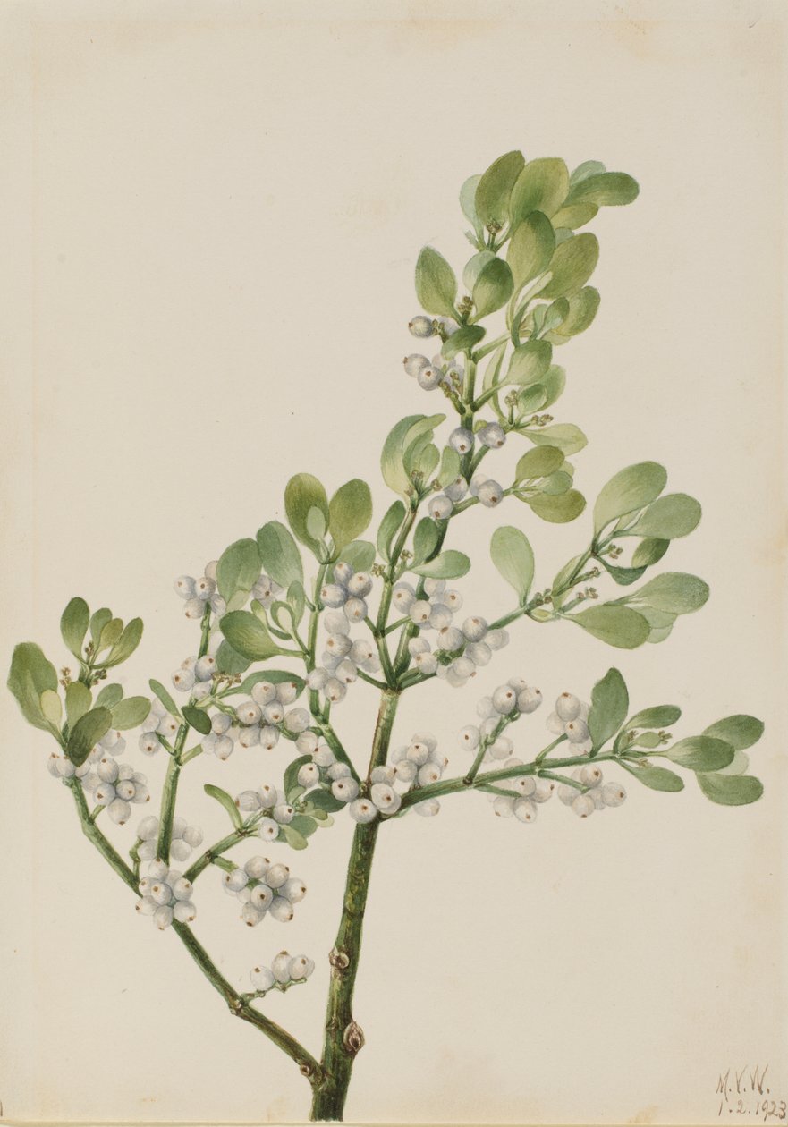 Amerikanische Mistel Phoradendron flavescens, 1923 von Mary Vaux Walcott