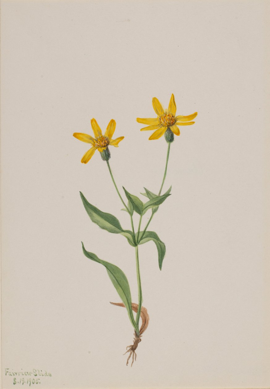 Arnika alpina von Mary Vaux Walcott