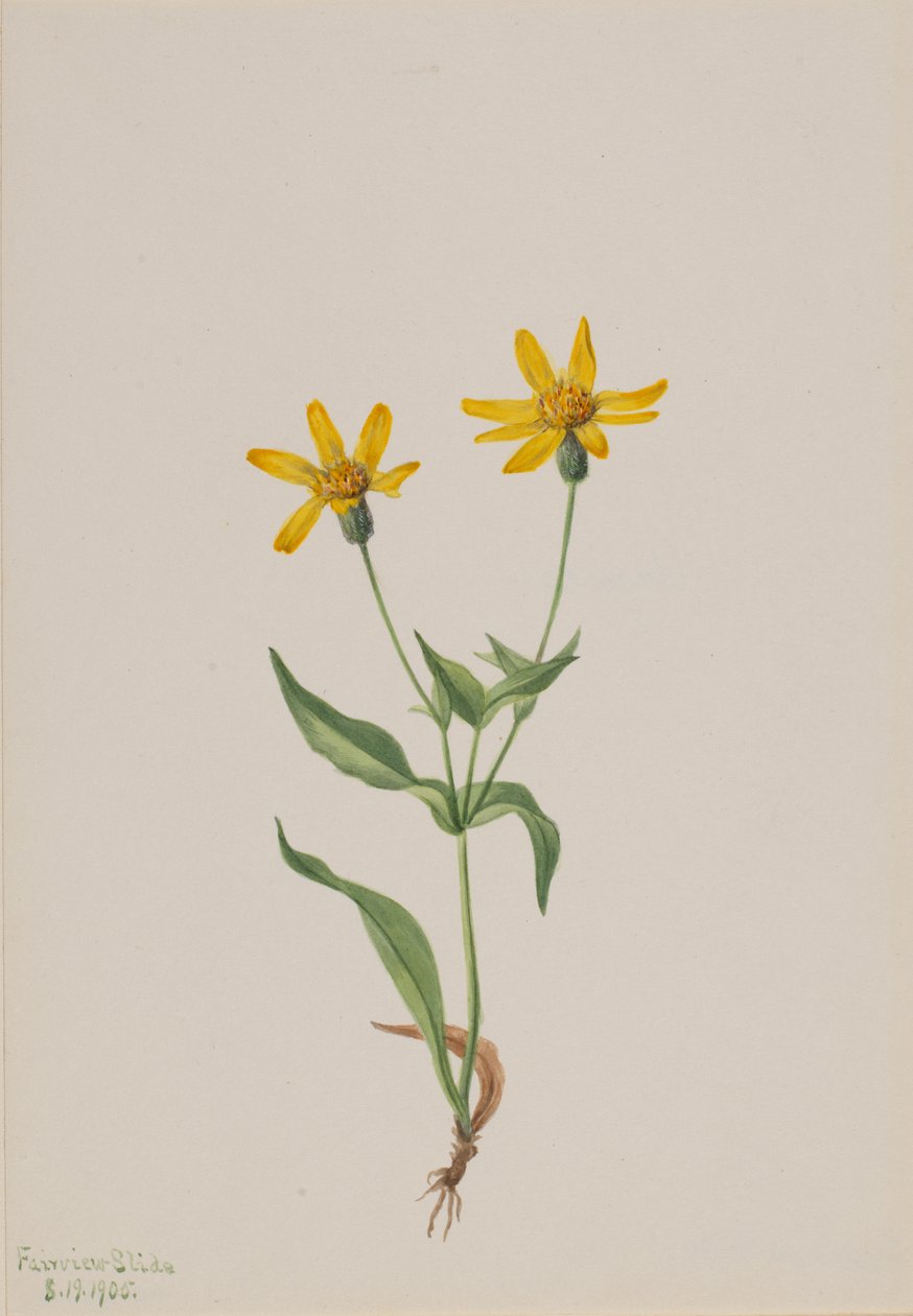 Arnika alpina, 1905 von Mary Vaux Walcott