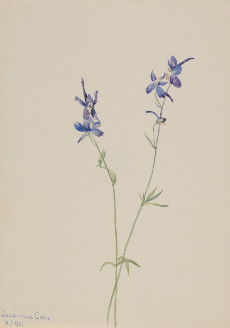 Blauer Rittersporn (Delphinium nuttallianum) von Mary Vaux Walcott