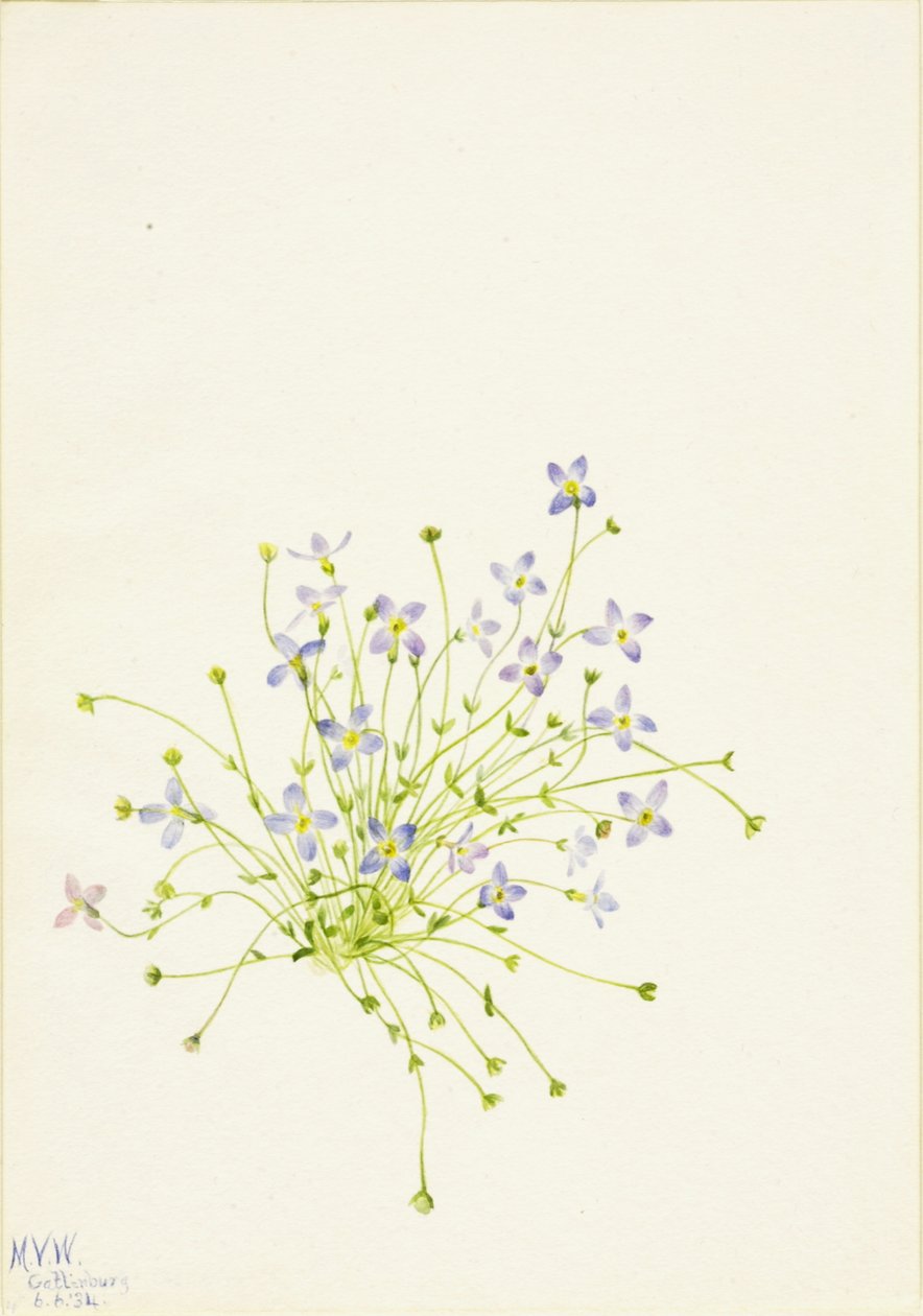 Bluets Houstonia serpyllifolia, 1934 von Mary Vaux Walcott