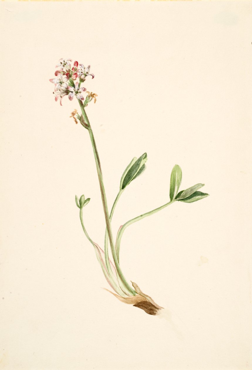 Fieberklee Menyanthes trifoliata von Mary Vaux Walcott