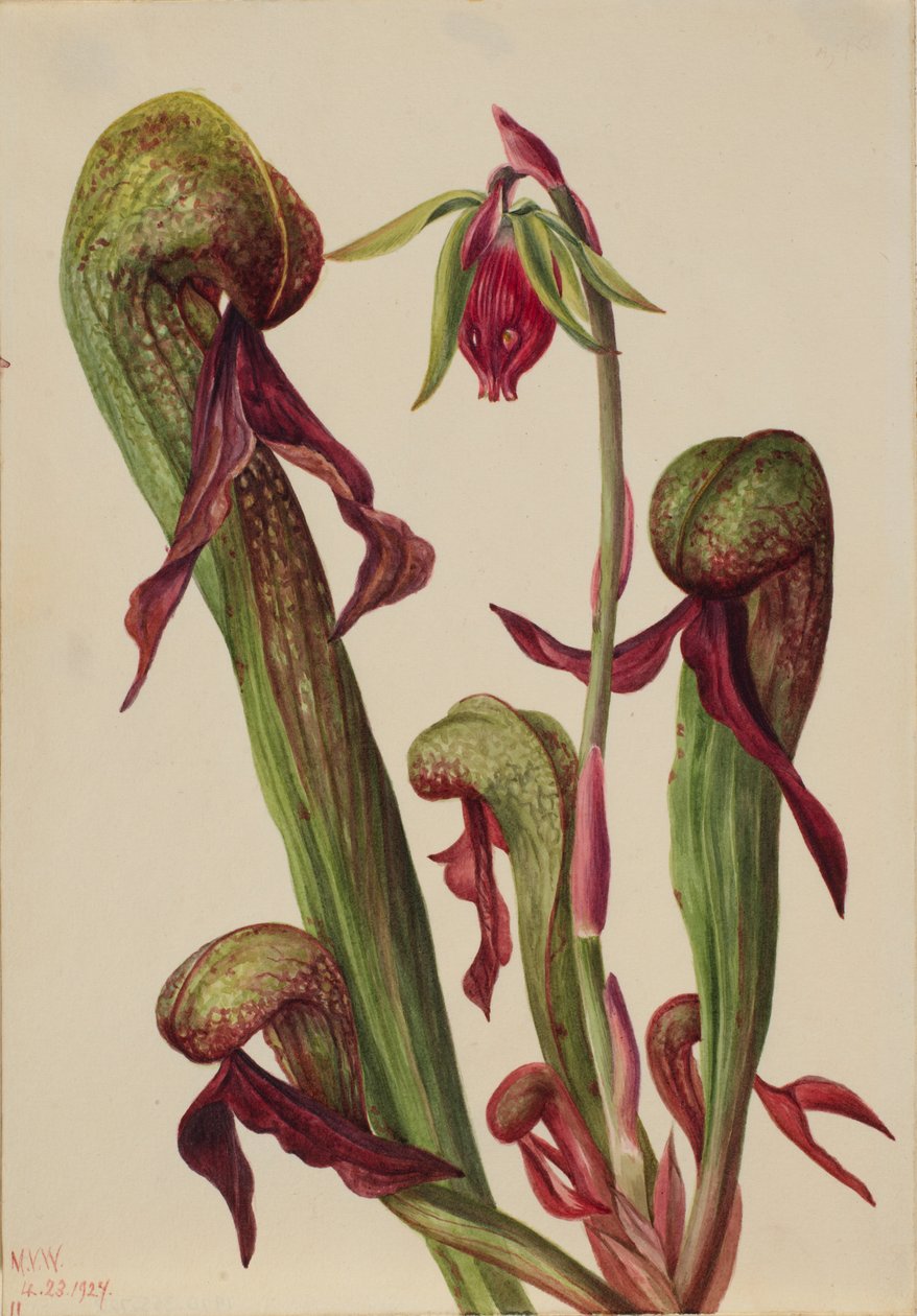 Kalifornische Kannenpflanze (Chrysamphora californica) von Mary Vaux Walcott