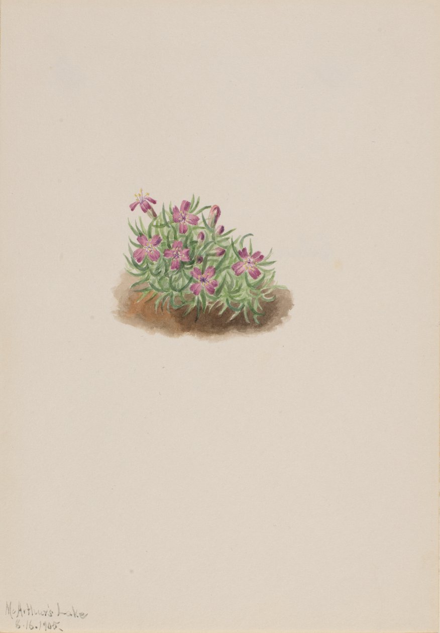 Teppich Pink Silene acaulis, 1905 von Mary Vaux Walcott
