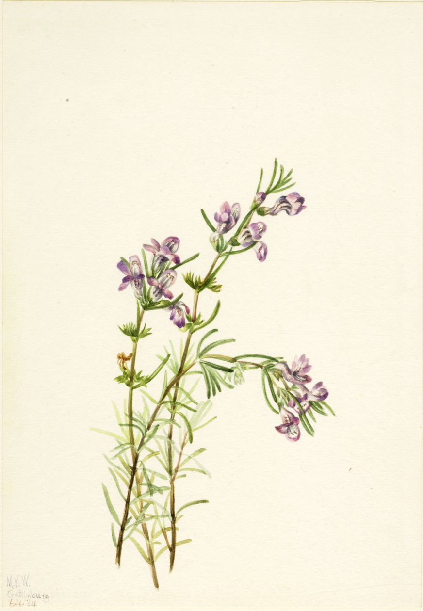 Conradina verticillata, 1934 von Mary Vaux Walcott