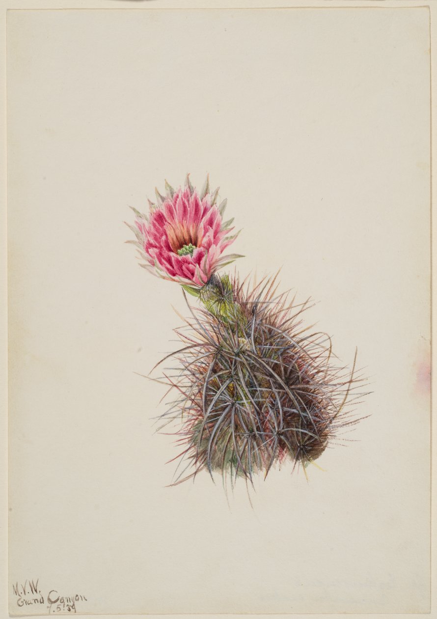 Gurkenkaktus, 1939 von Mary Vaux Walcott