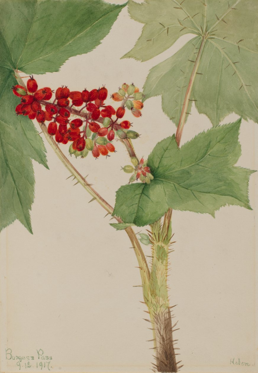 Teufelskeule (Echinopanax horridum) von Mary Vaux Walcott