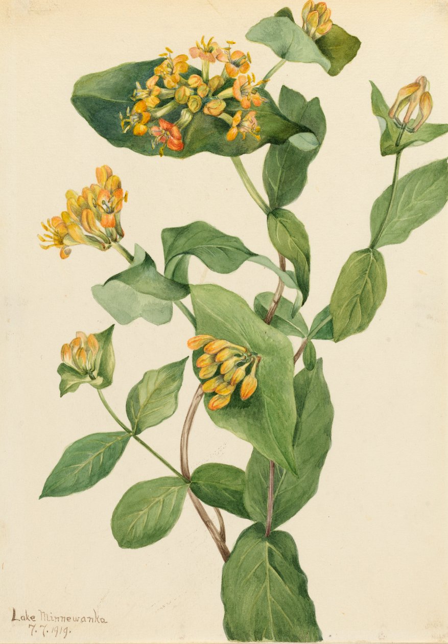 Douglas Geißblatt Lonicera glaucescens, 1919 von Mary Vaux Walcott