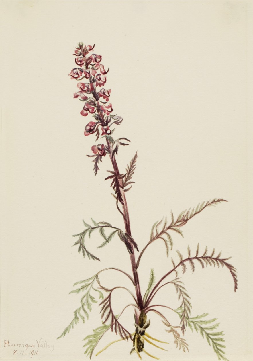 Elefantenkopf (Pedicularis groenlandica) von Mary Vaux Walcott