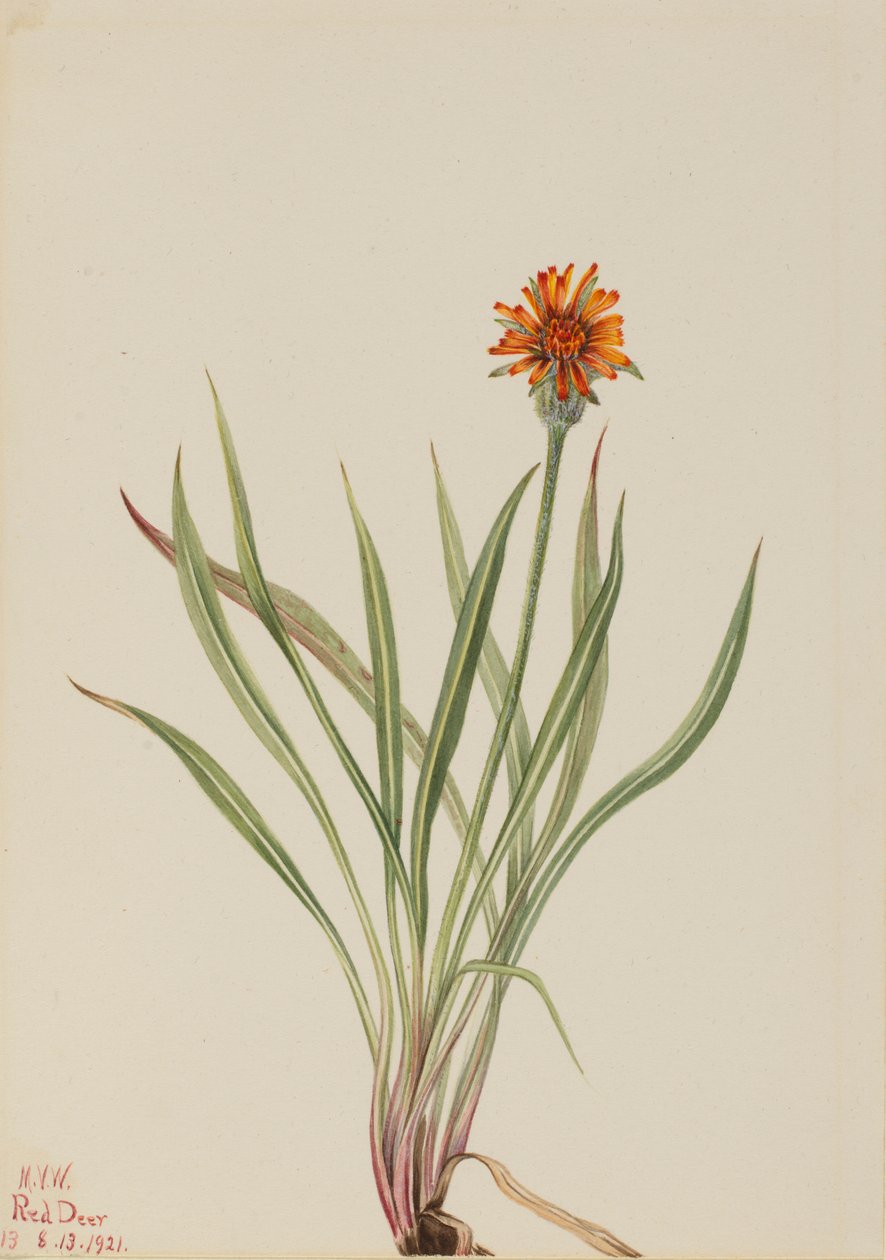 Falscher Löwenzahn (Agoseris aurantiaca) von Mary Vaux Walcott