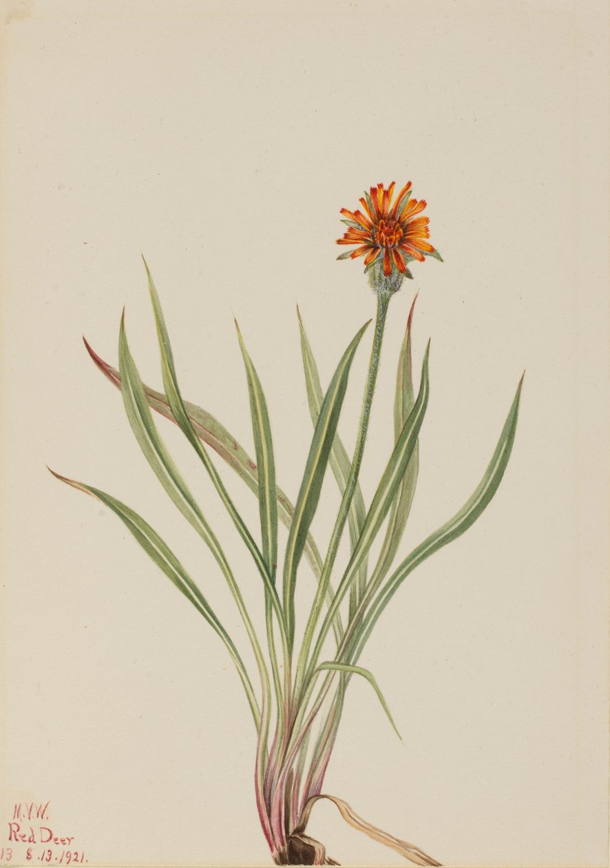 Falscher Löwenzahn Agoseris aurantiaca, 1921 von Mary Vaux Walcott