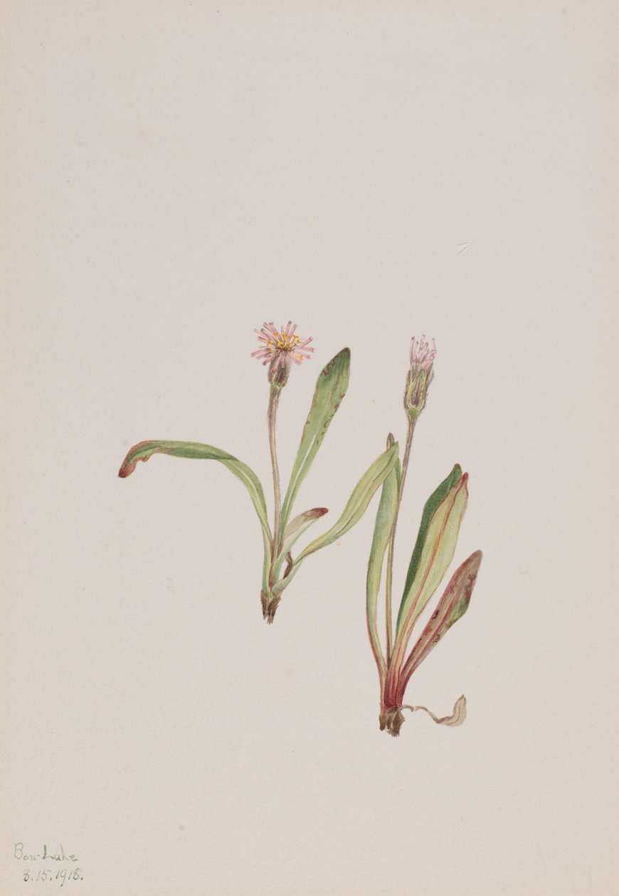 Falscher Löwenzahn Agoseris carnea, 1918 von Mary Vaux Walcott