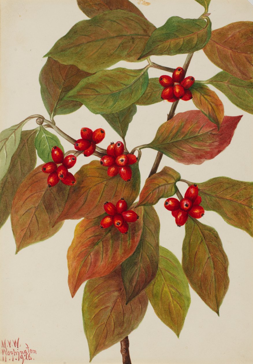 Blühender Hartriegel Cornus florida, 1926 von Mary Vaux Walcott