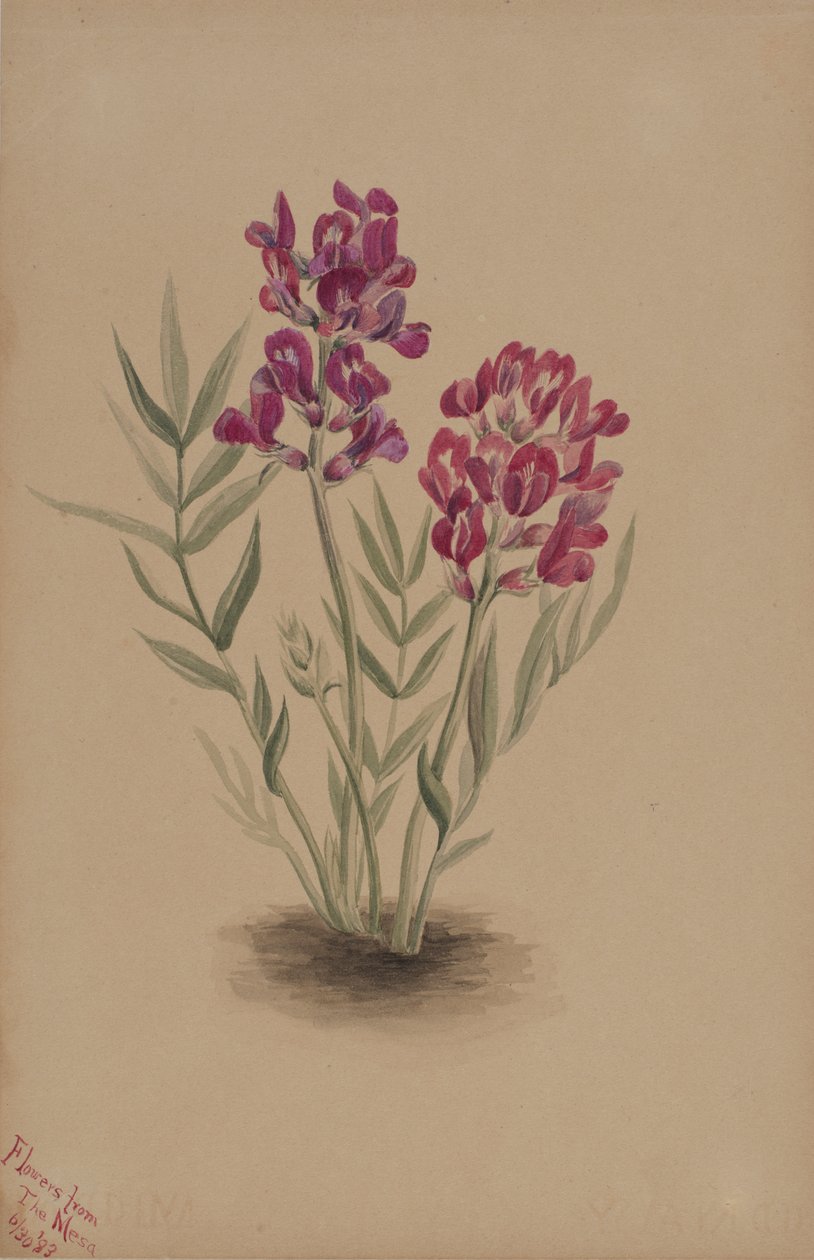 Blumen von der Mesa, 1883 von Mary Vaux Walcott