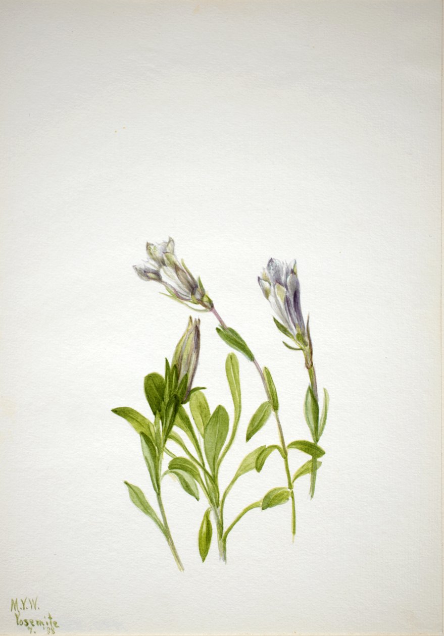 Enzian Gentiana newberri von Mary Vaux Walcott