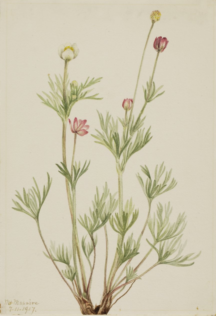 Kugel-Anemone Anemone globosa, 1917 von Mary Vaux Walcott