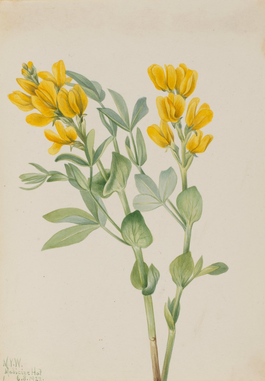 Goldener Hülse Thermopsis rhombifolia, 1923 von Mary Vaux Walcott