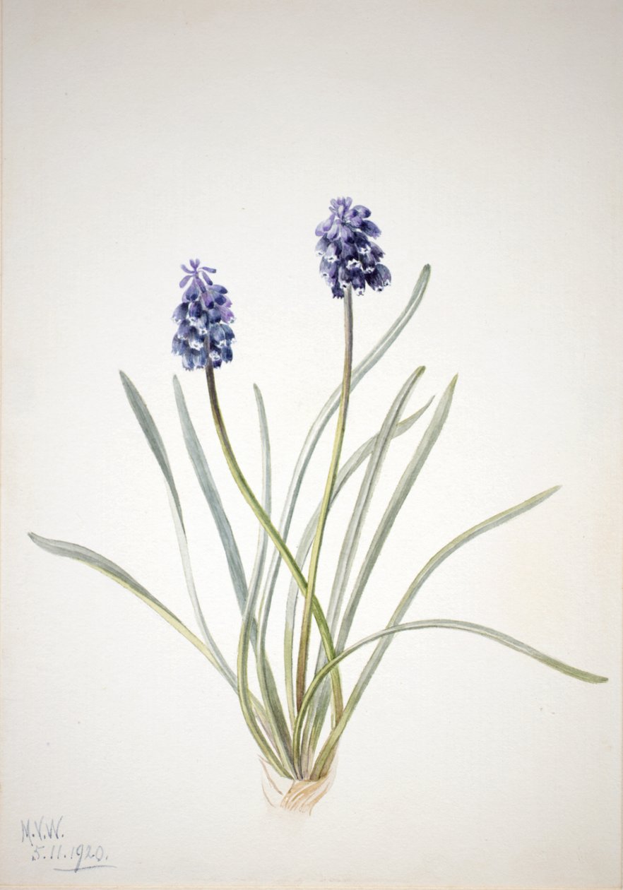 Traubenhyazinthe Muscari racemosum, 1920 von Mary Vaux Walcott