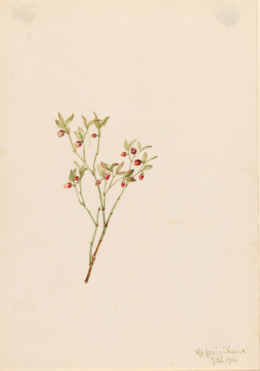 Grouse Whortleberry (Vaccinum scoparium) von Mary Vaux Walcott